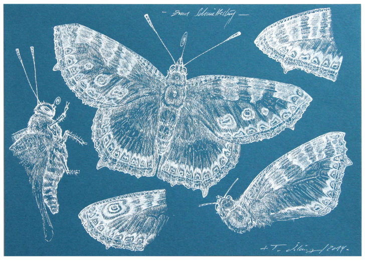 Thomas Löhning, Zum Schmetterling, 21x29,7 cm, 2014, Tusche